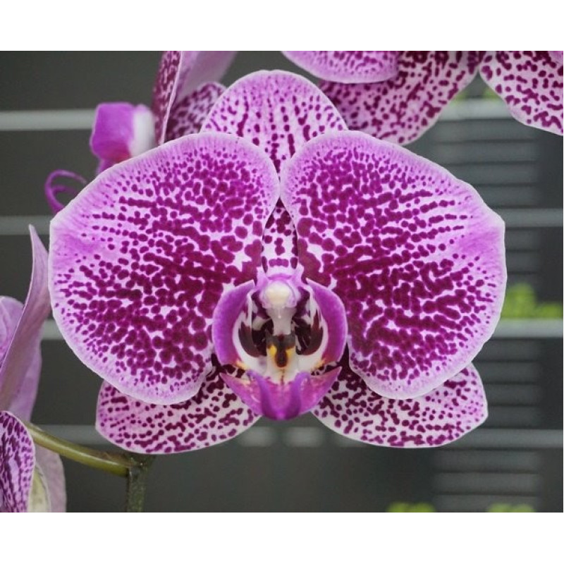 Орхiдея Phal. Miki Galaxy 110 - купити, доставка Україна